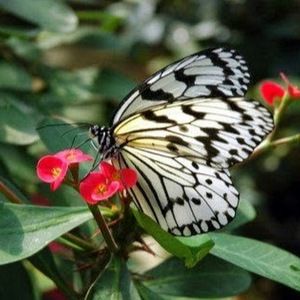 Meet your Posher, Karisha